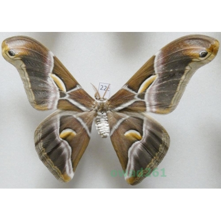 Samia cynthia (Drury, 1773) male ex. ovo India 111mm22c